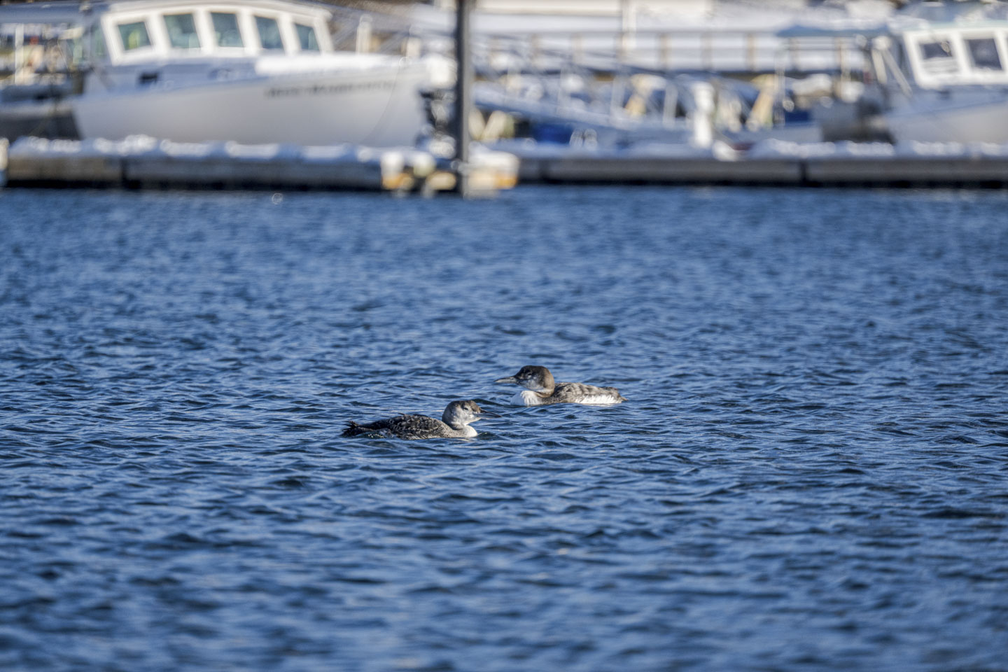 Two loons are in the water, with a dock and boats behind them.