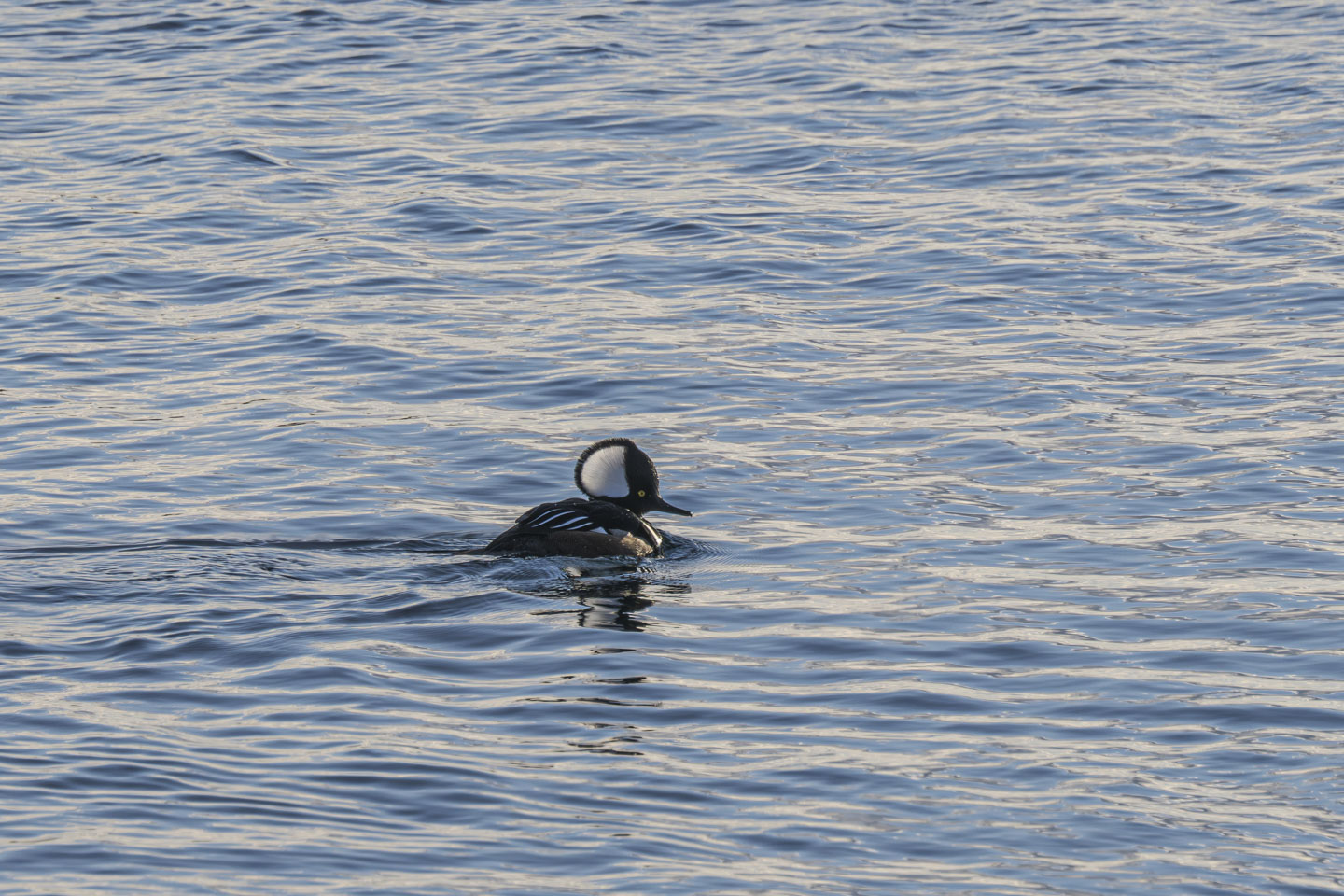 A dark colored duck has a very large white patch trimmed with black on its head.