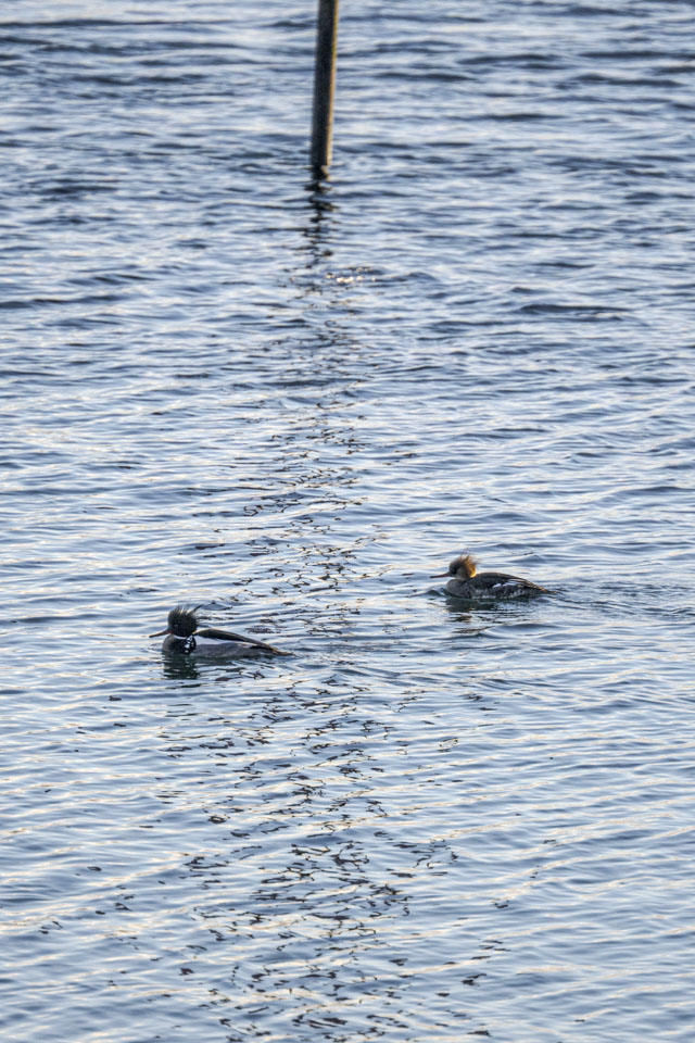 Two birds with spiky hair feathers and thin curved bills are floating on the water with a mooring post behind them.