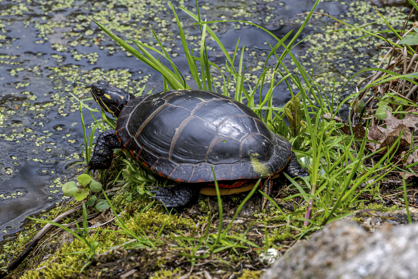 An Eastern Painted Turtle