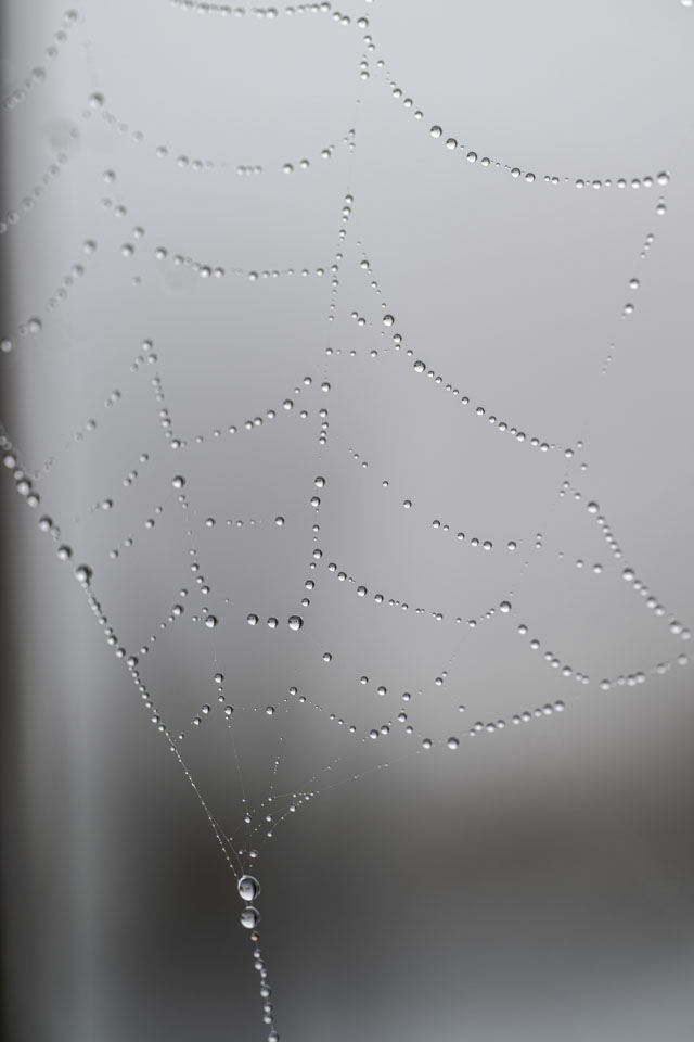 Water droplets on a spiderweb stand out against a foggy background.