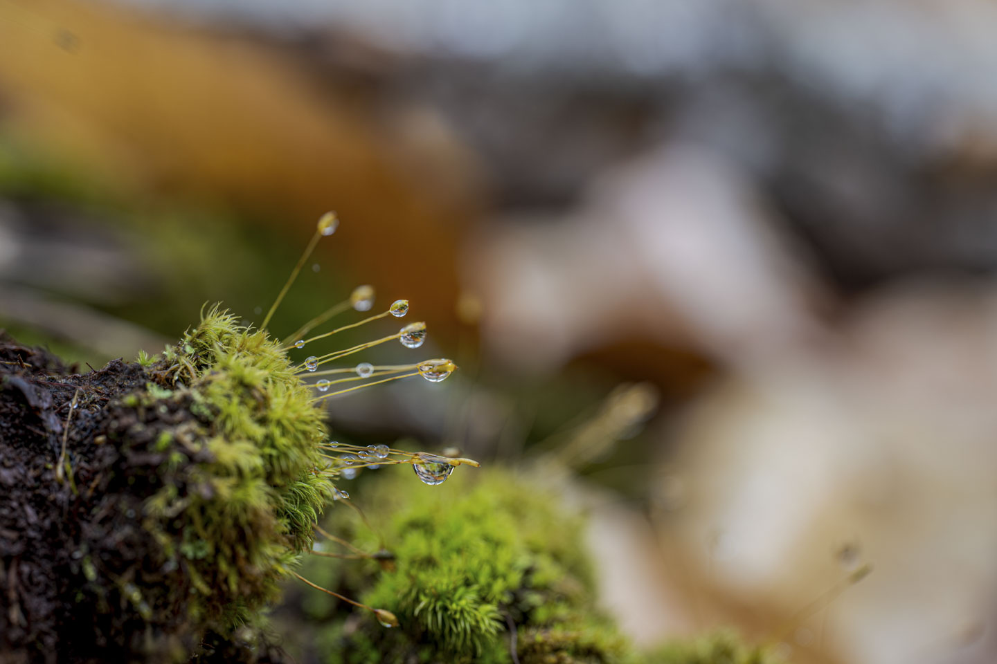 Tiny strands of a plant have dew drops on them.