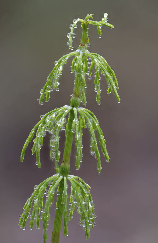 A small green plant with draping branches and dew drops