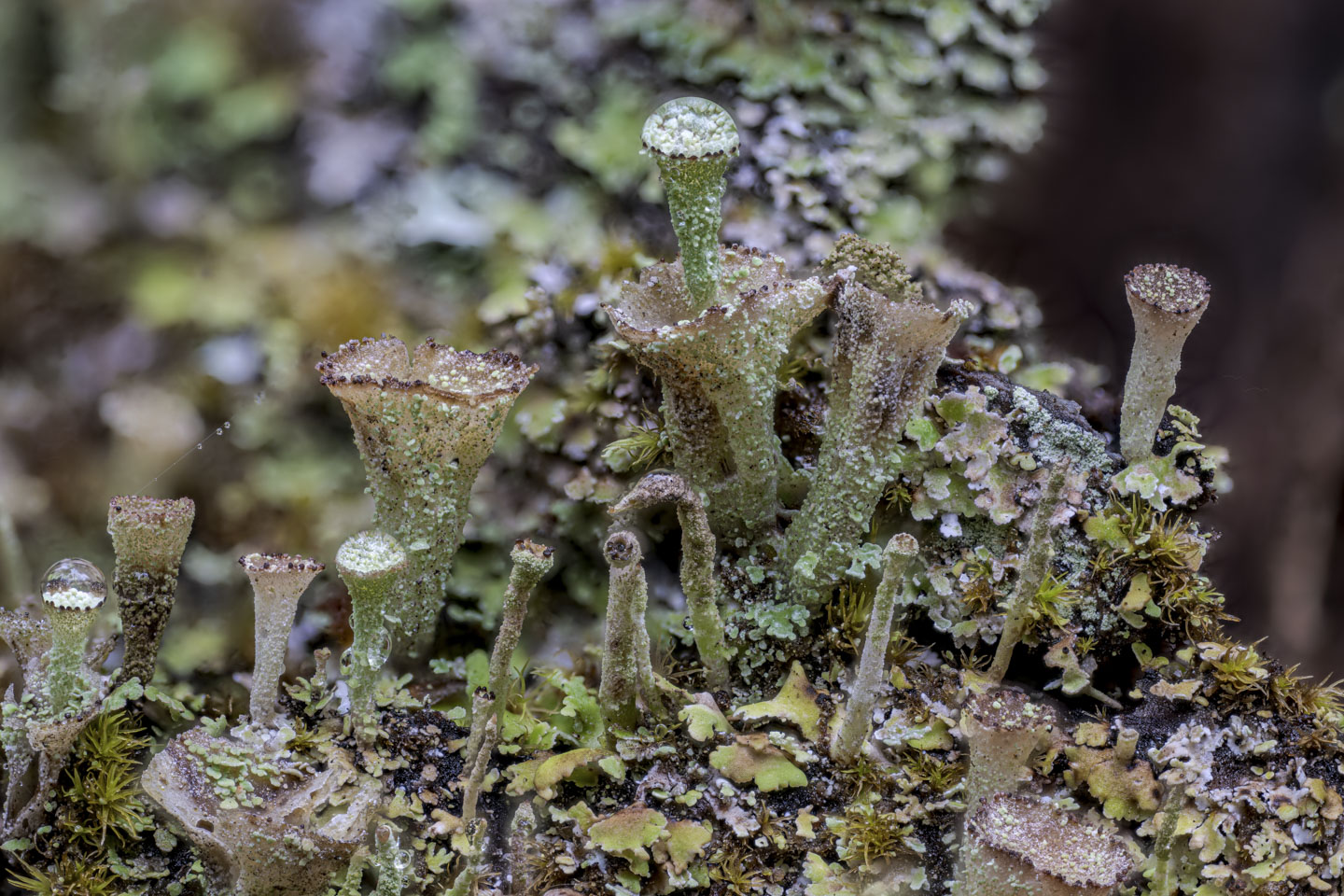 A macro shot of tiny mushrooms.