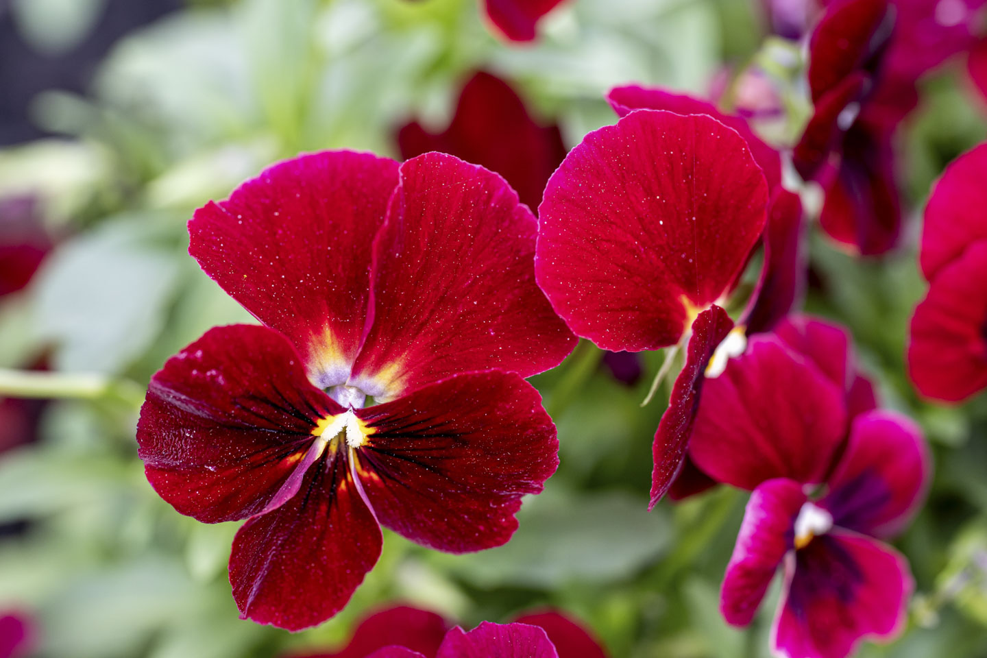 Some red pansies.