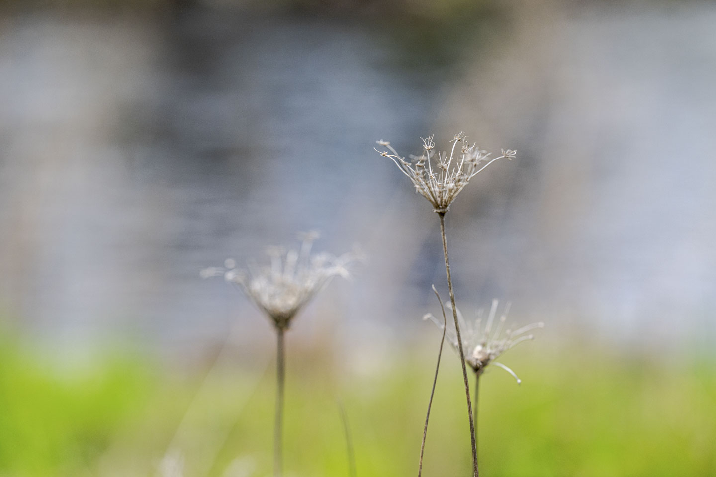 An abstract style photograph of Queen Anne's Lace from last year.