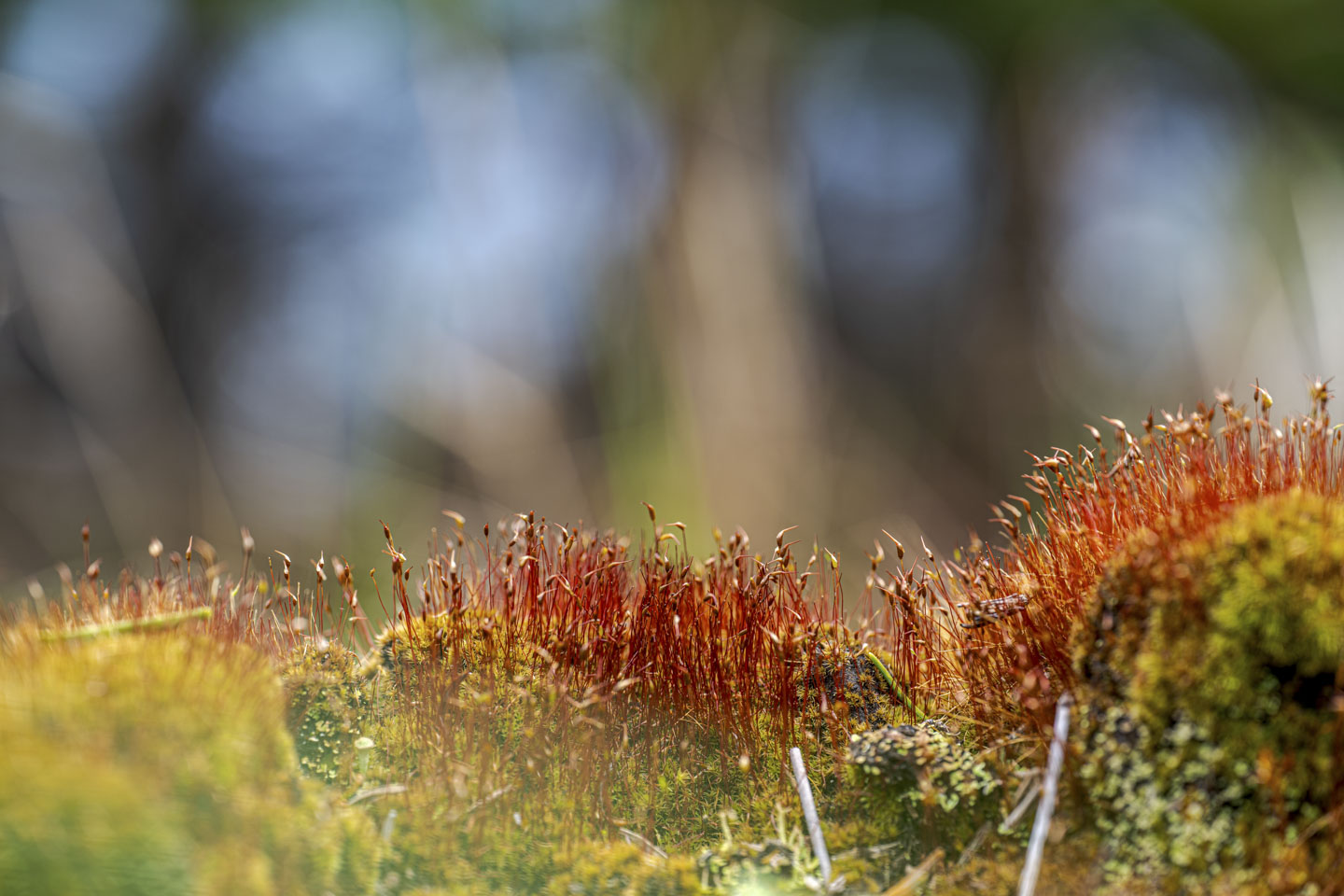 Tiny thin red plants or mushrooms rise up from a moss-covered surface.