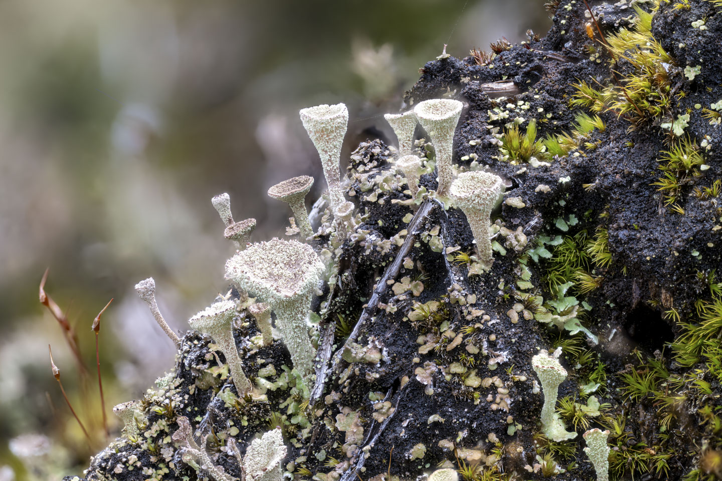 A macro shot of tiny mushrooms.