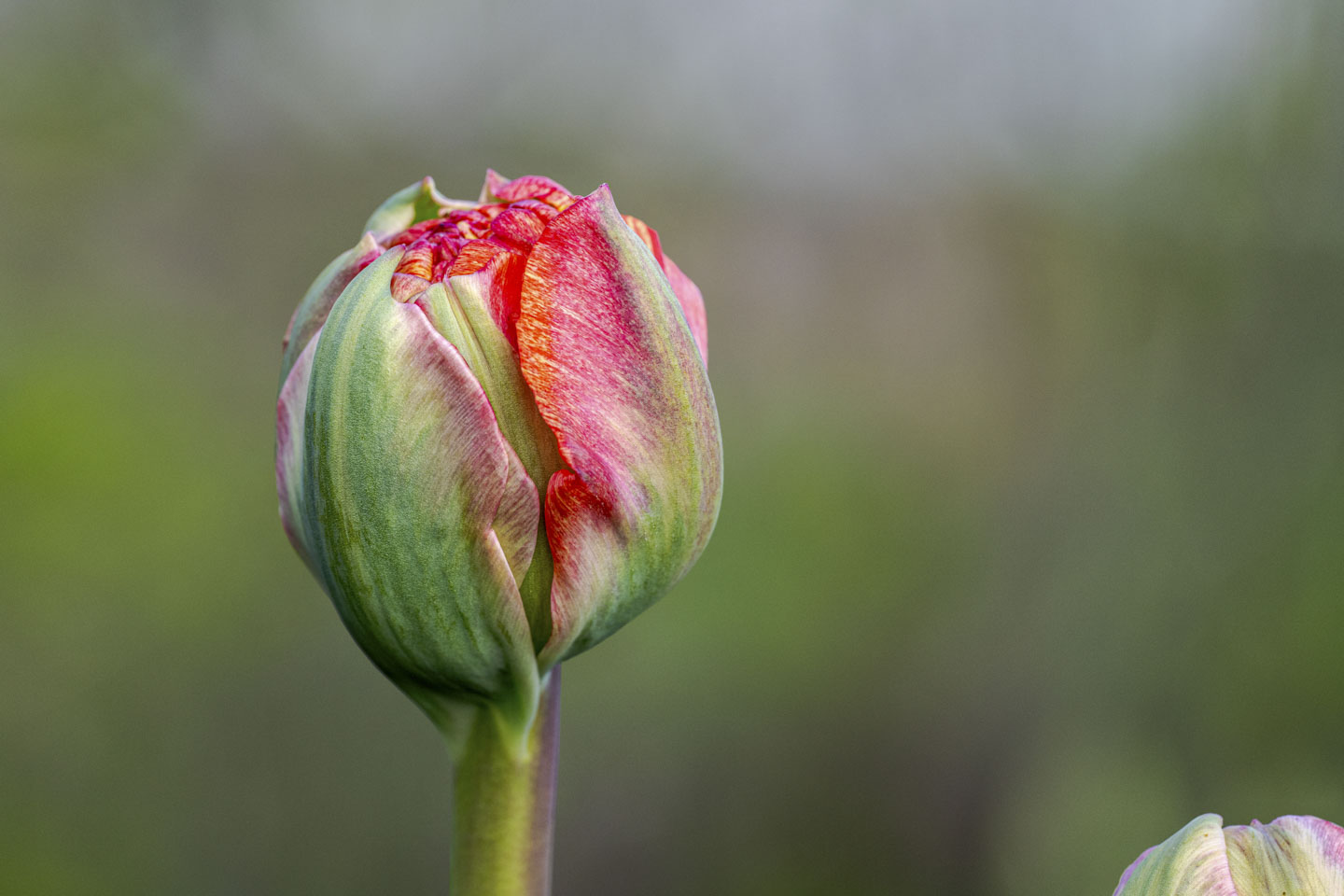 A flower that is almost opening.