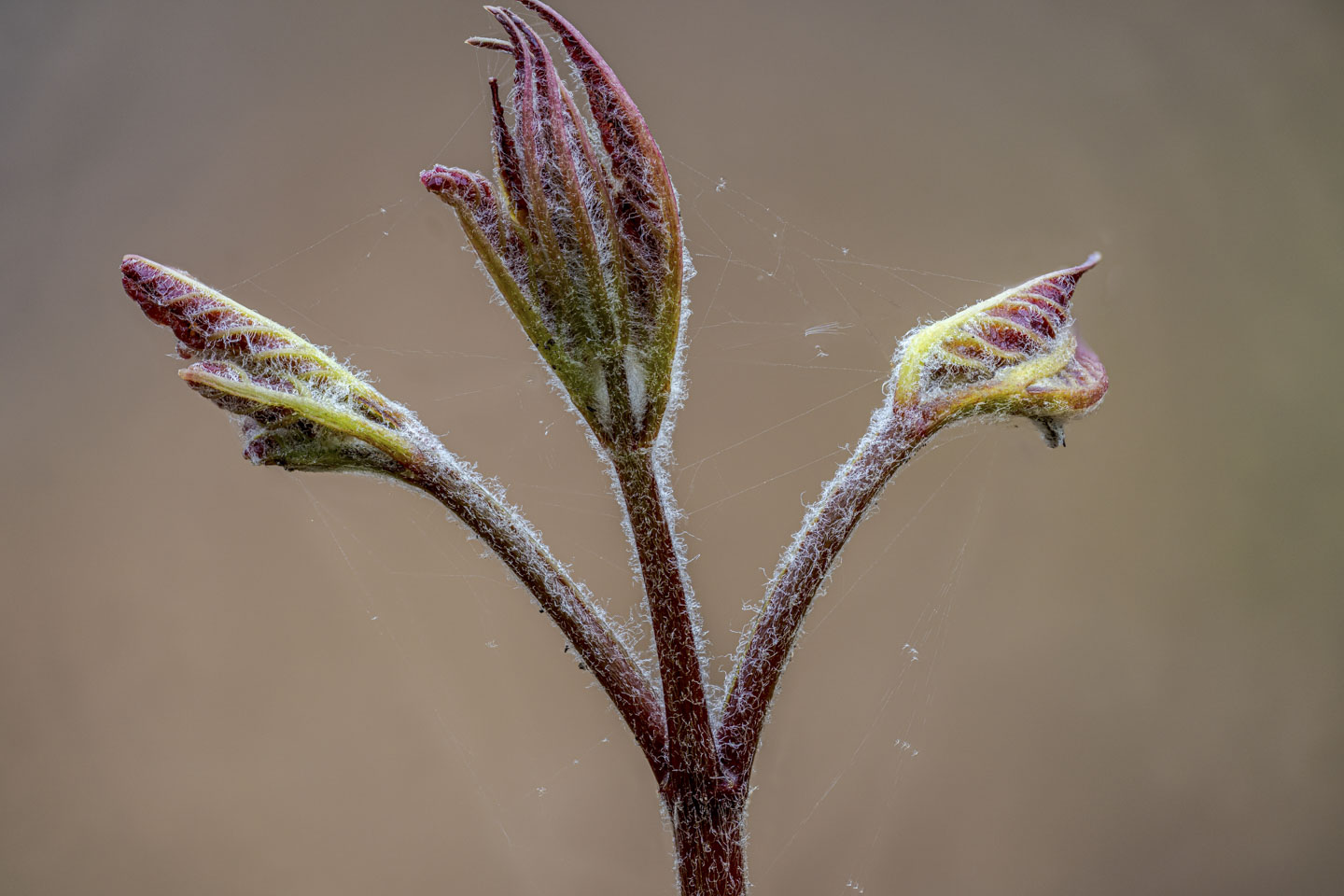 A plant with 3 different fern-like branches