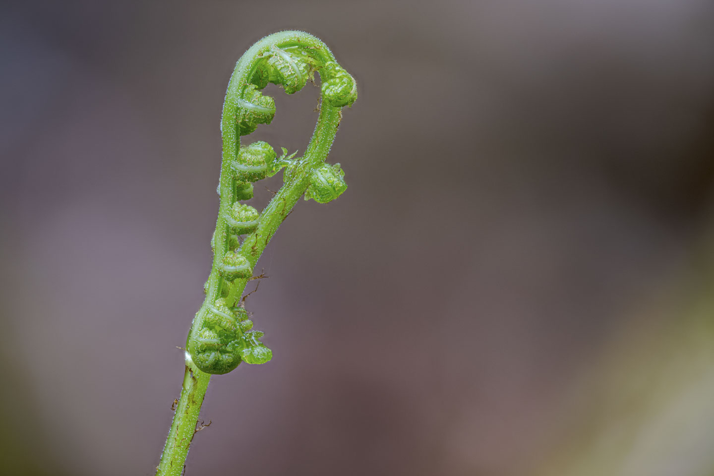 A small fern with delicate leaves unfurling