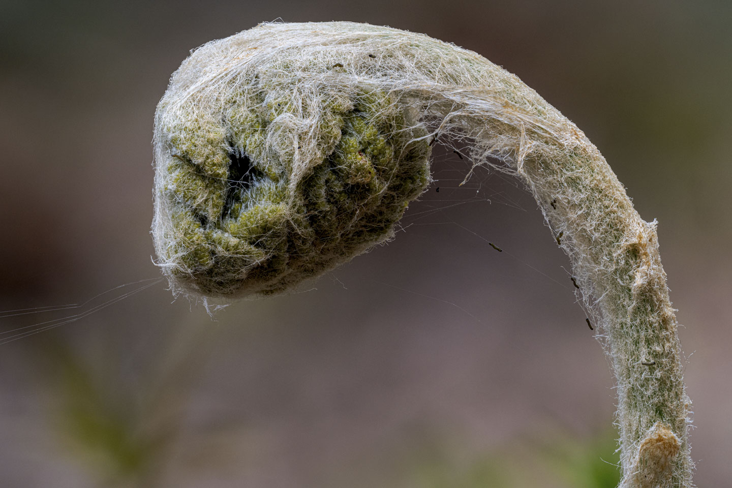 A close look at a fiddlehead.