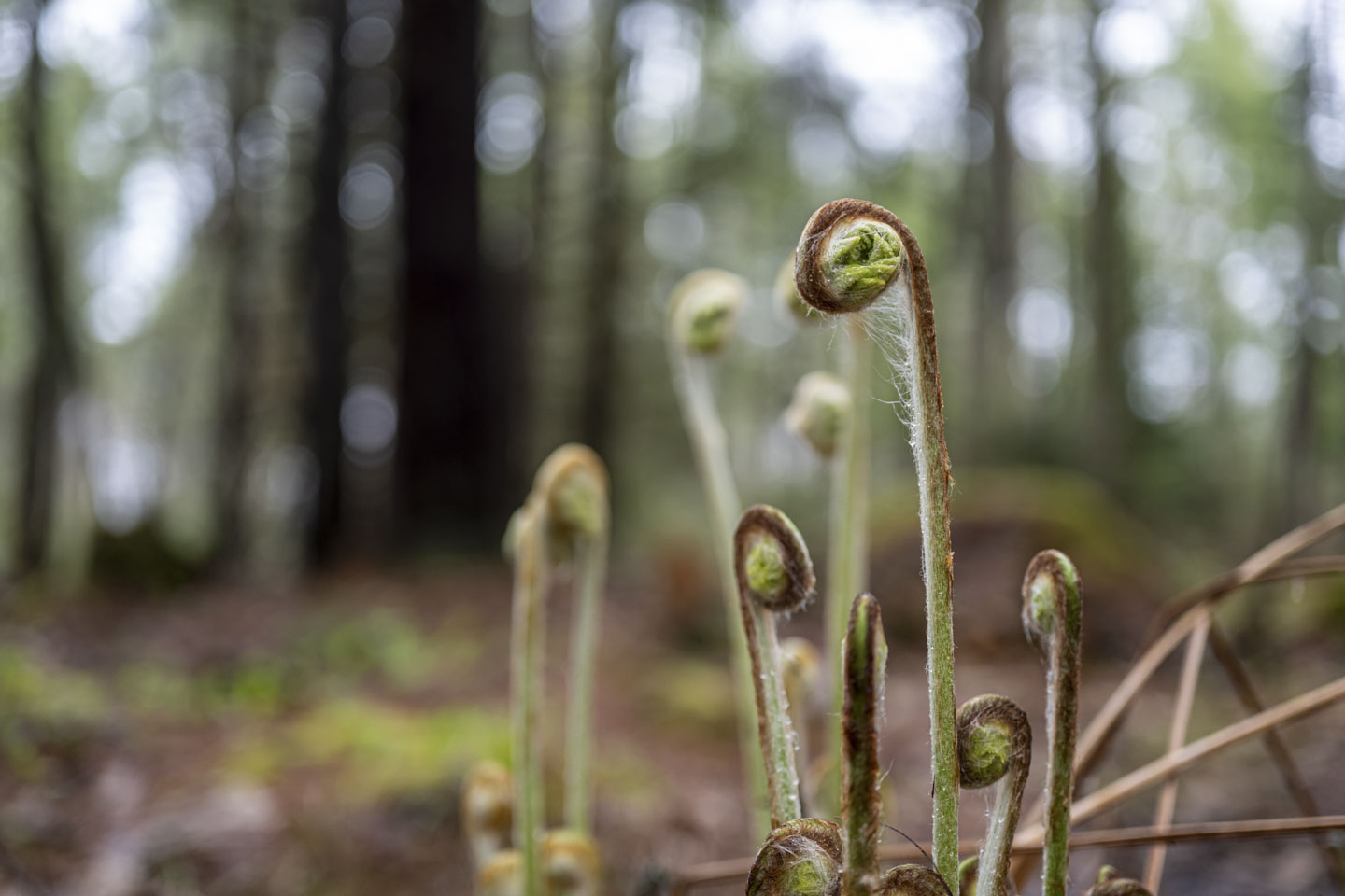 Some ferns in the woods.