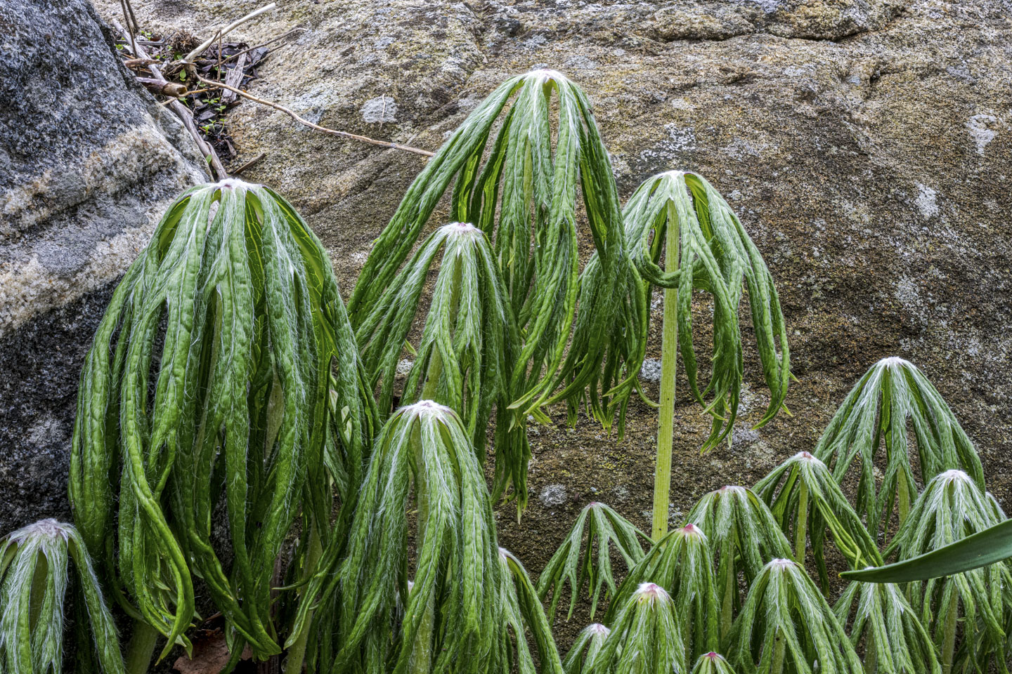 Shredded Umbrella Plants