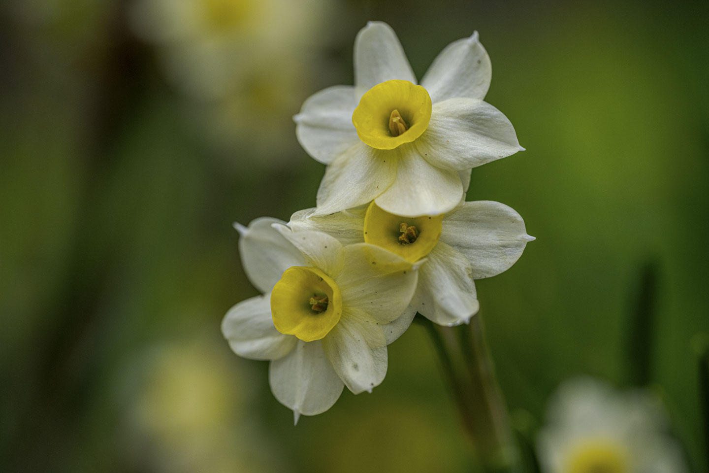 Three white and yellow daffodils