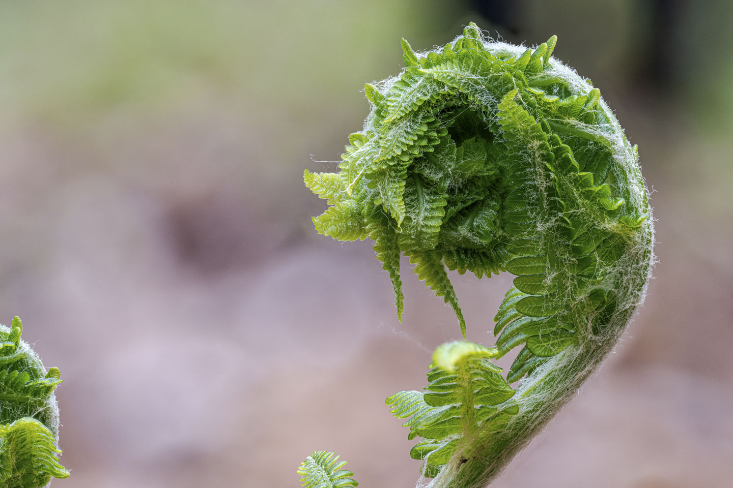 A fiddlehead