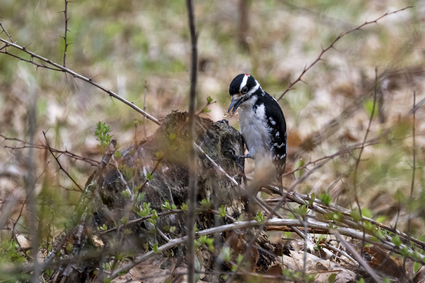The bird has pulled its beak out of the stump, and little bits of wood are flying off.