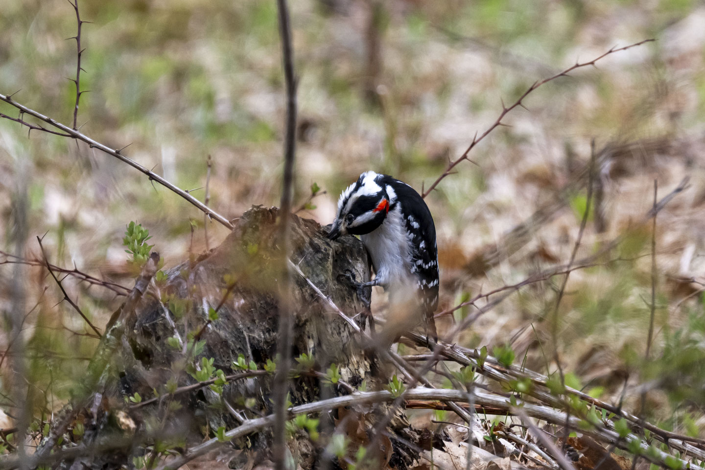 The bird's beak is inside an old stump.