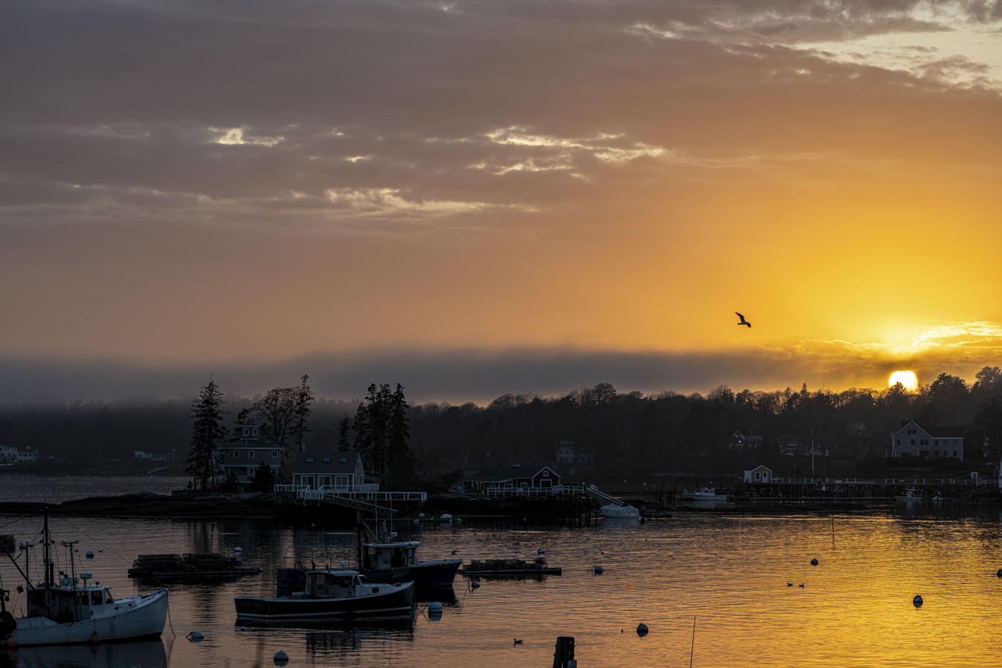 A bird flies over the harbor, lit by the setting sun.