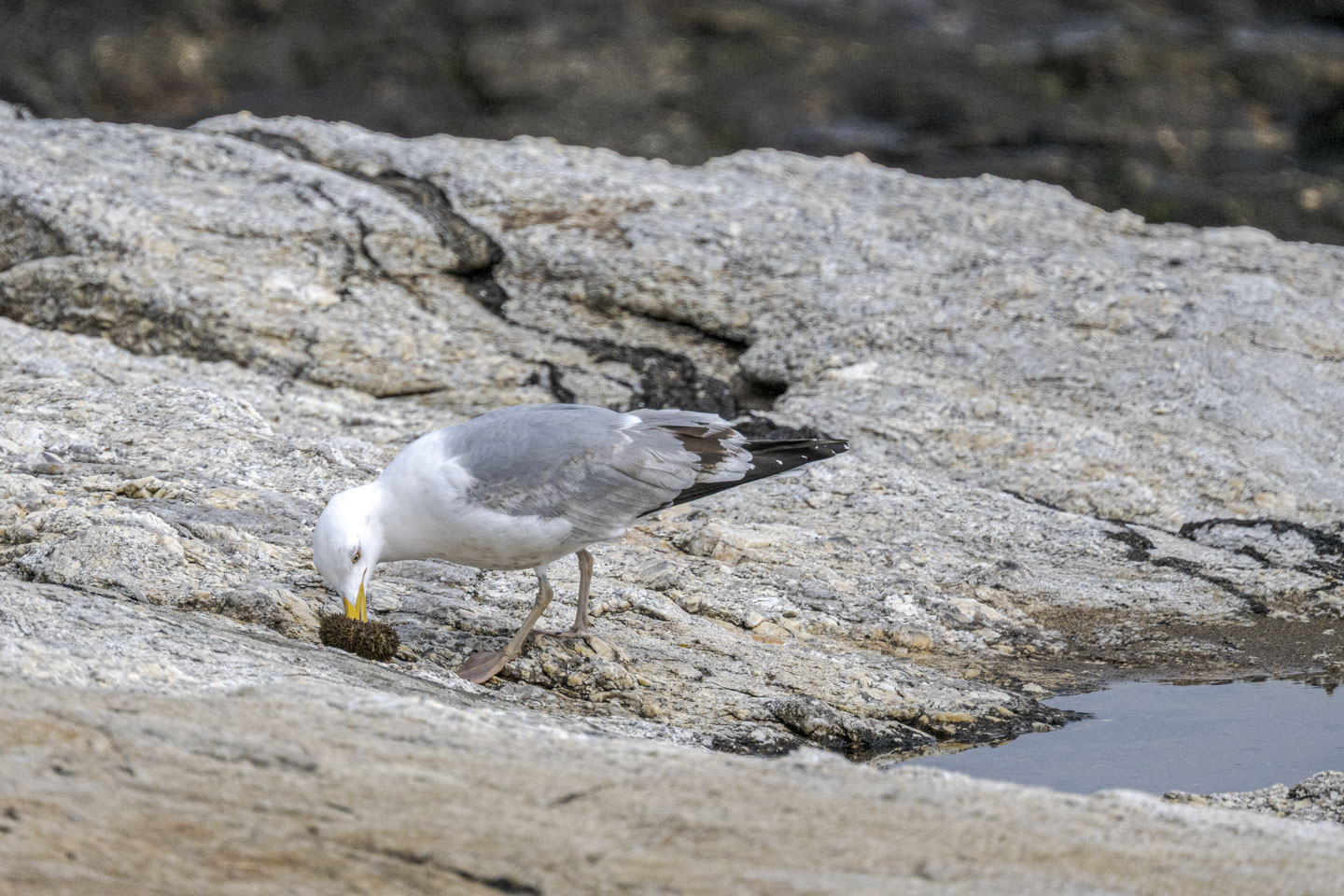 A gll has its beak inside an urchin.