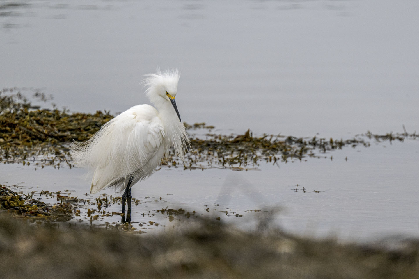 A Snowy Egret with feathers fluffed.