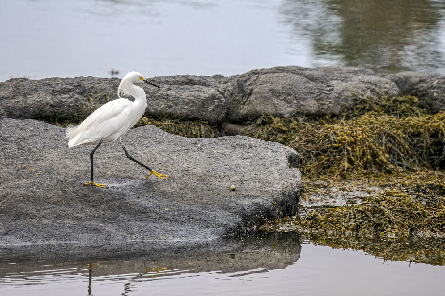 A snow egret looking like it is striding across a rock in the water.
