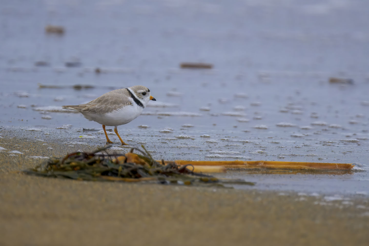 A Piping Plover stands in an ebbing wave, with some seaweed showing how tiny he is.