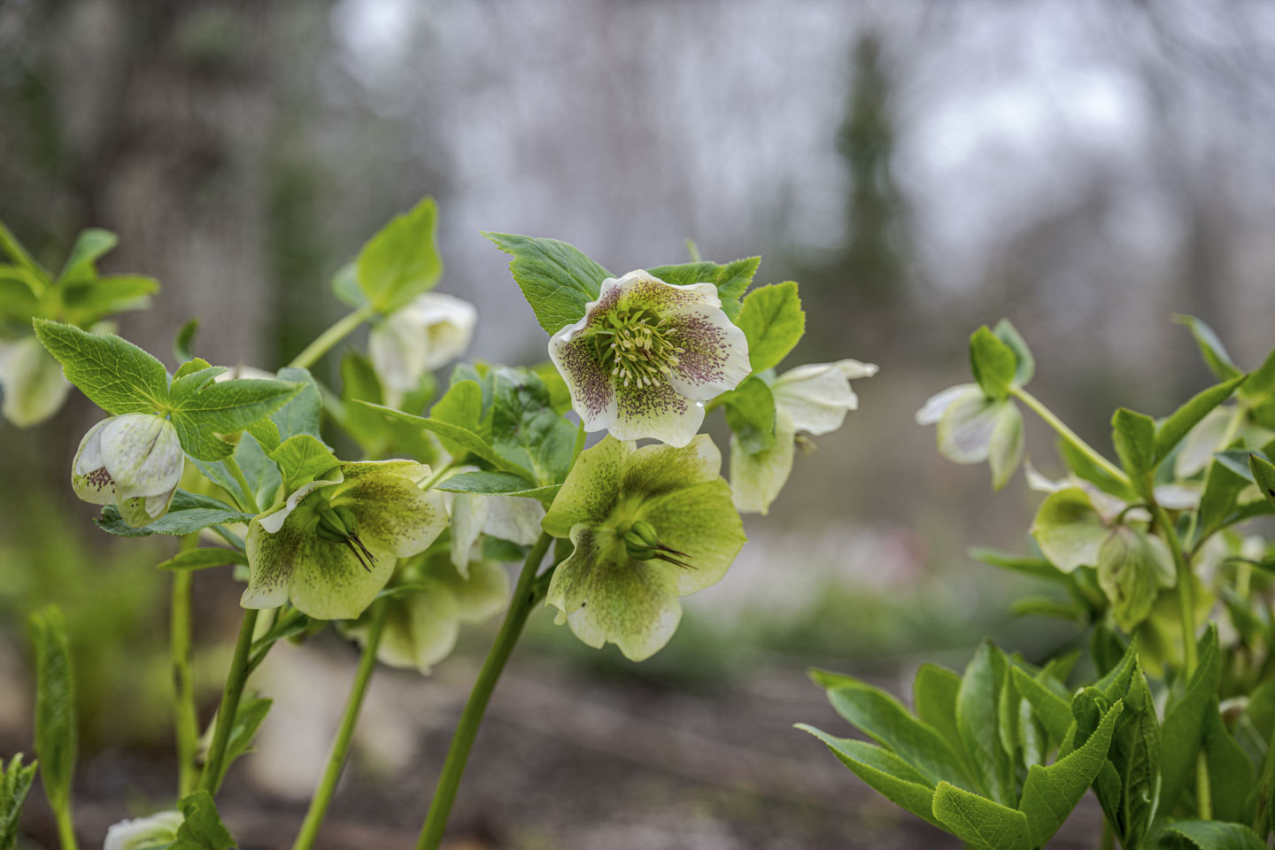 Some pale hellebore flowers
