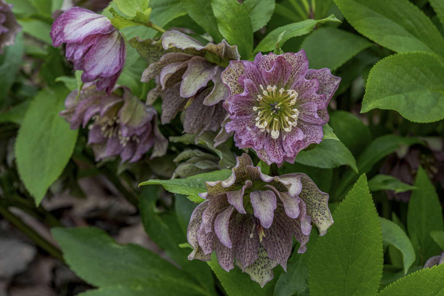 Dusty pink hellebore flowers against green leaves