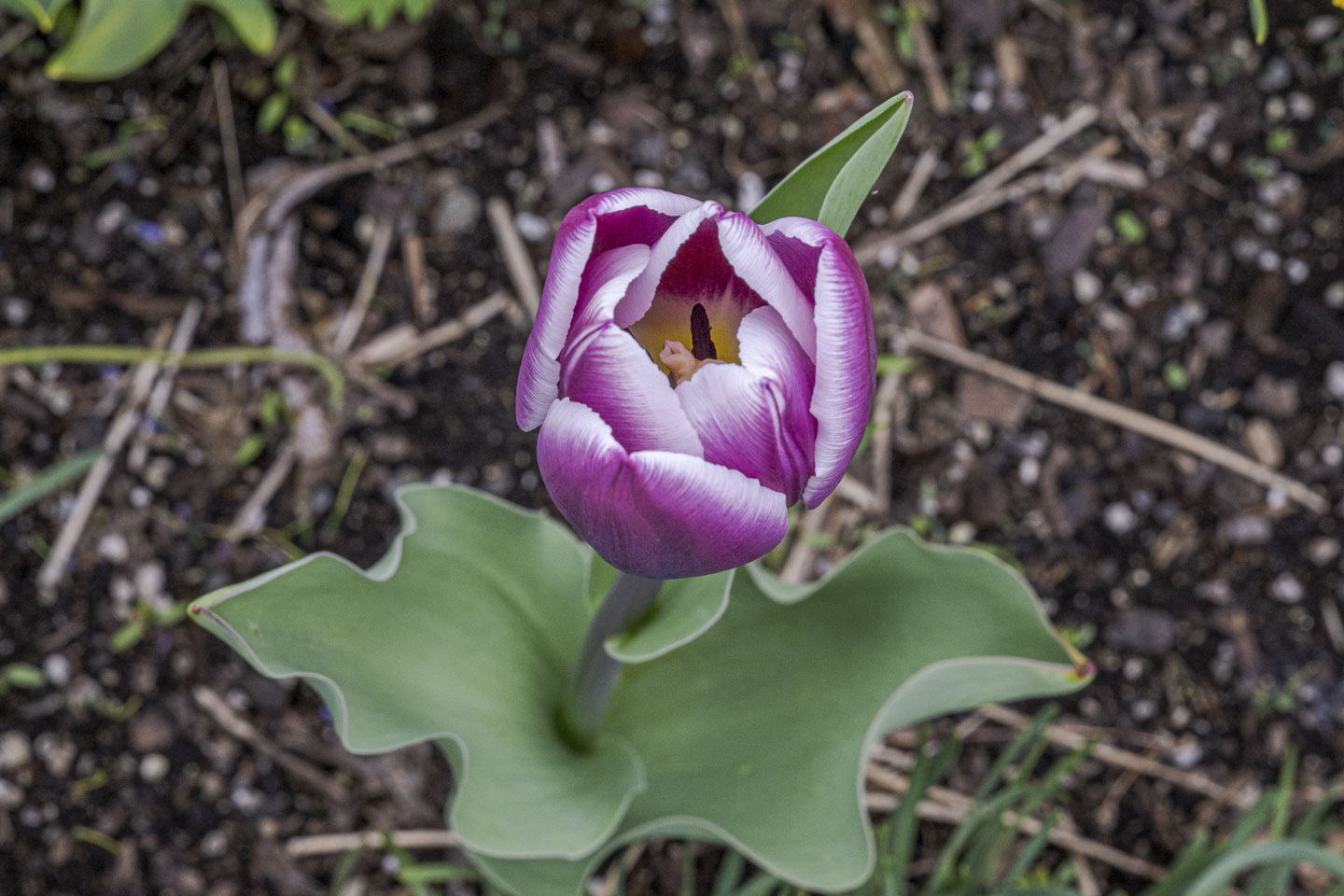 Looking down at a tulip