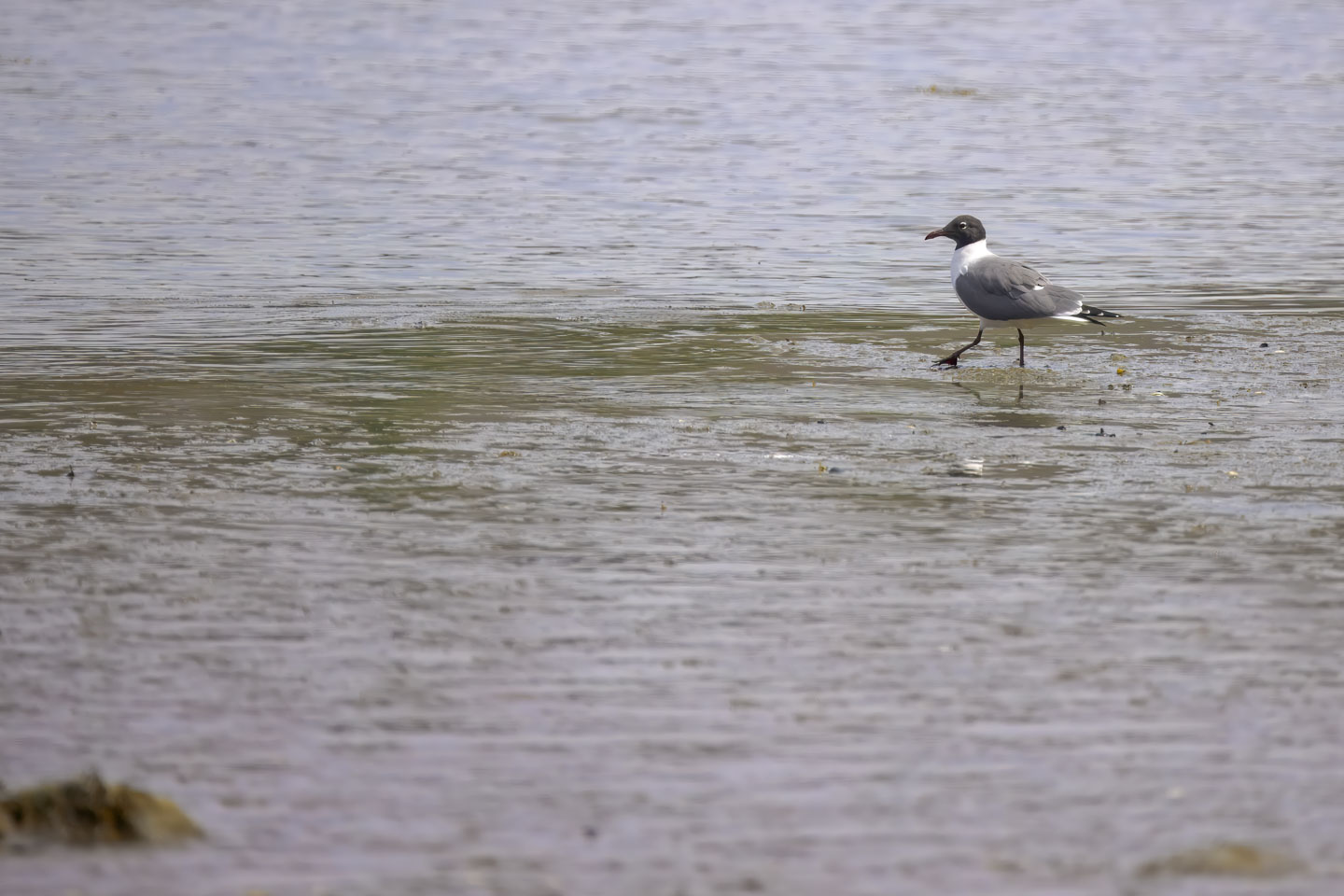 A Laughing Gull has a black head, white neck, and gray body.