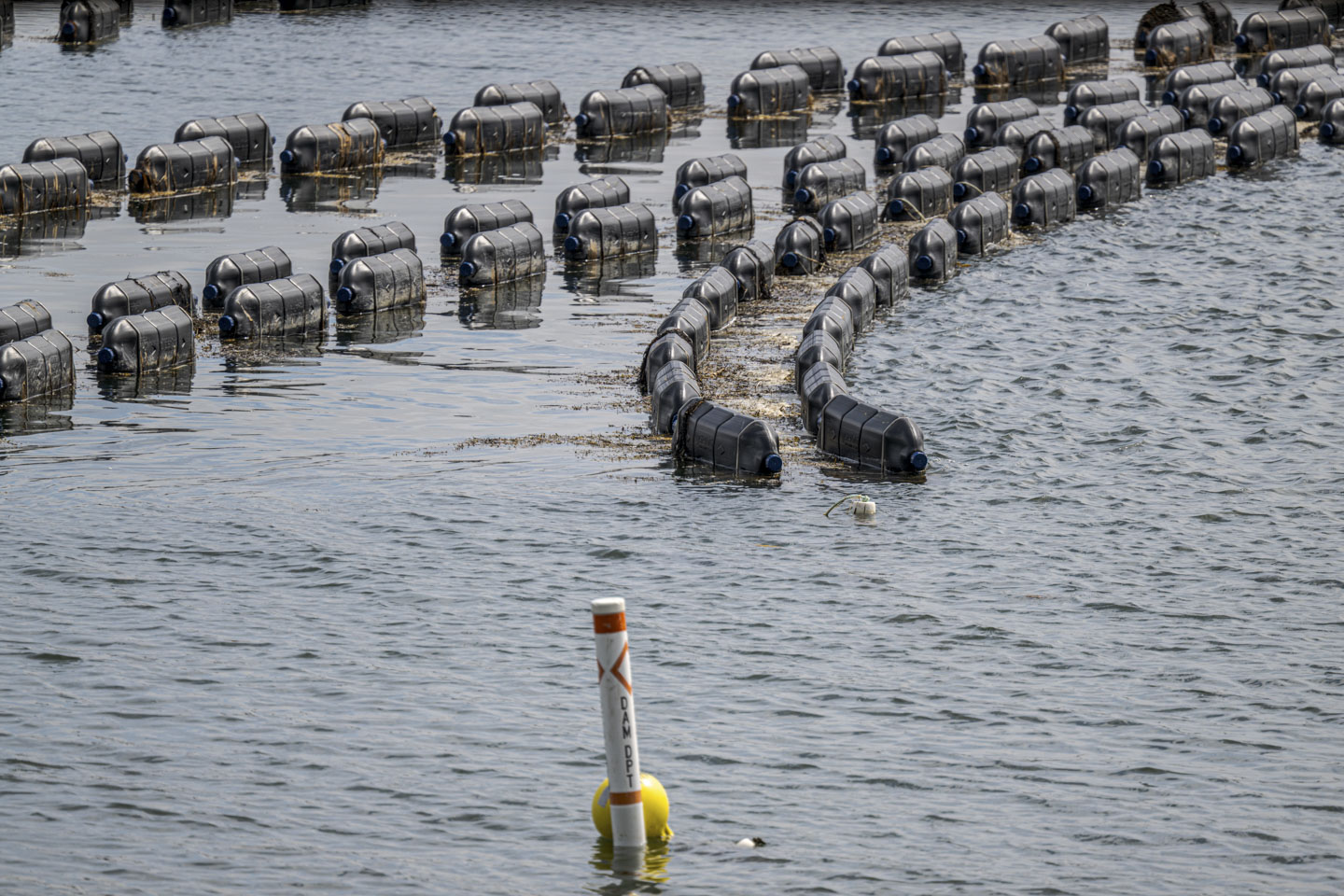 Black floats are in rows in the water.