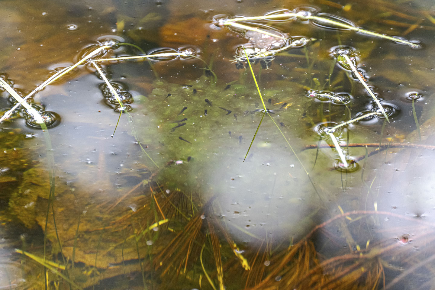 Tadpoles can be seen under the water.