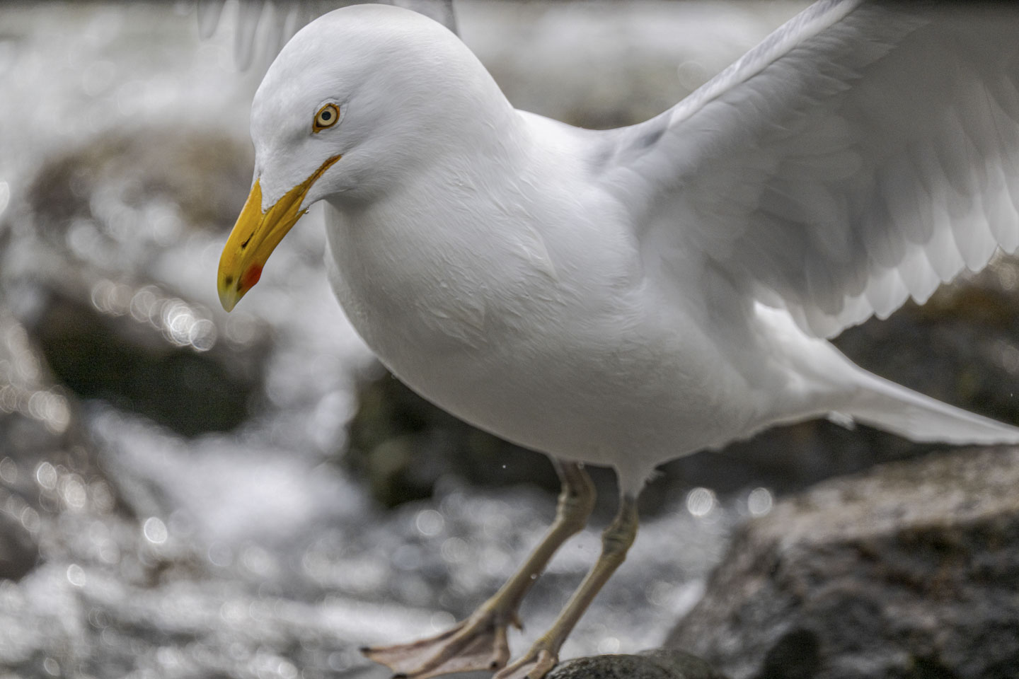 A close view of a herring gull with its wings spread.