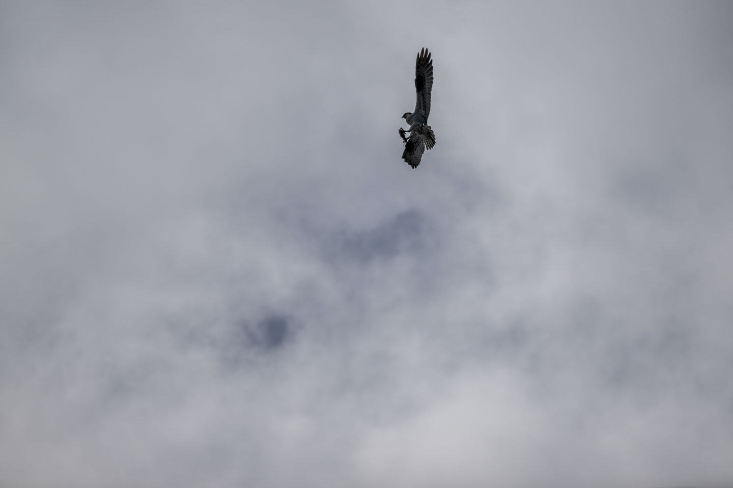 The osprey is vertically in the air with a fish held in front of him.