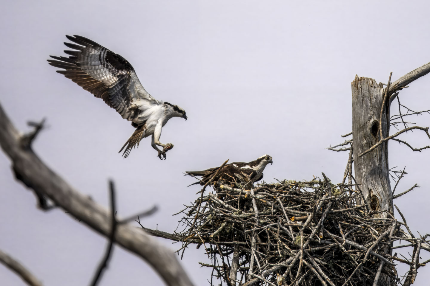 One osprey is in the next and a second one is going to land momentarily.