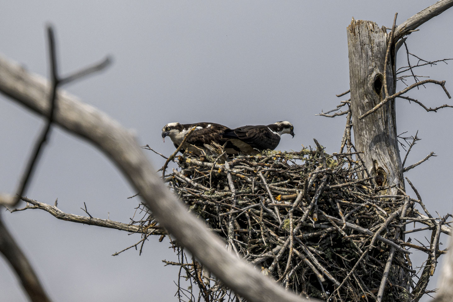 Two ospreys are in the next, each looking opposite directions.
