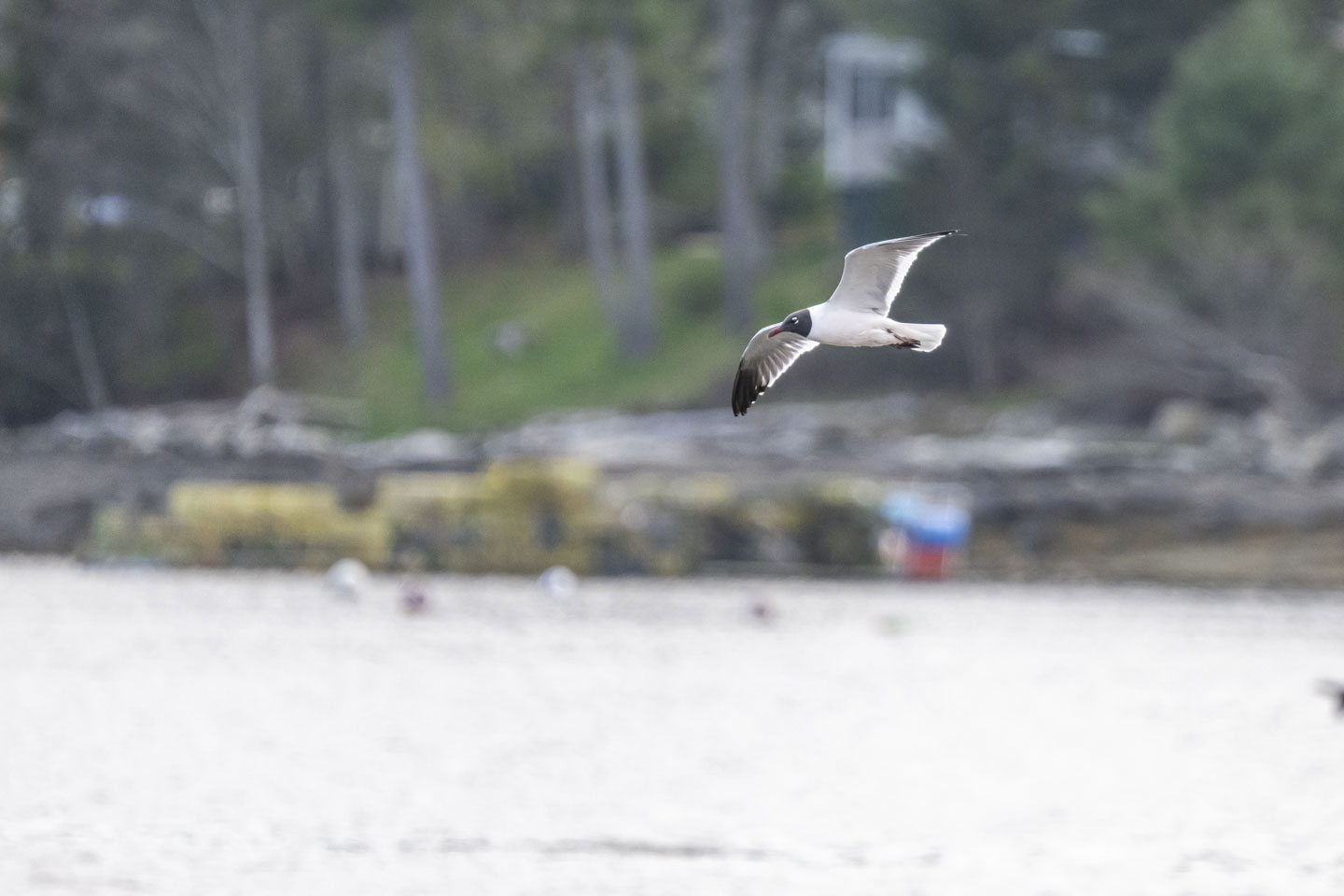 A Herring Gull is flying over water.