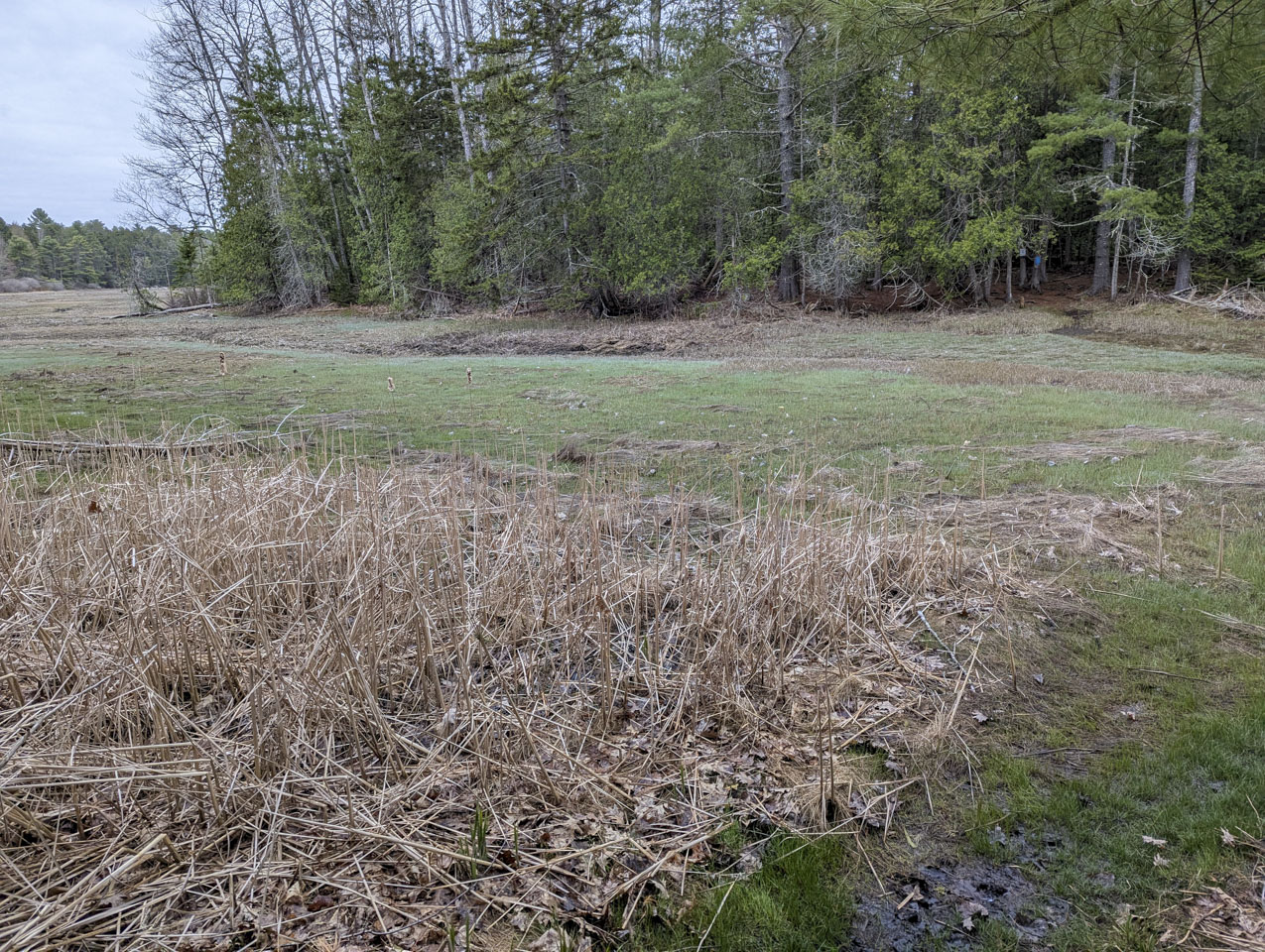 Looking across a marsh, the trail can be seen going into the woods on the other side.