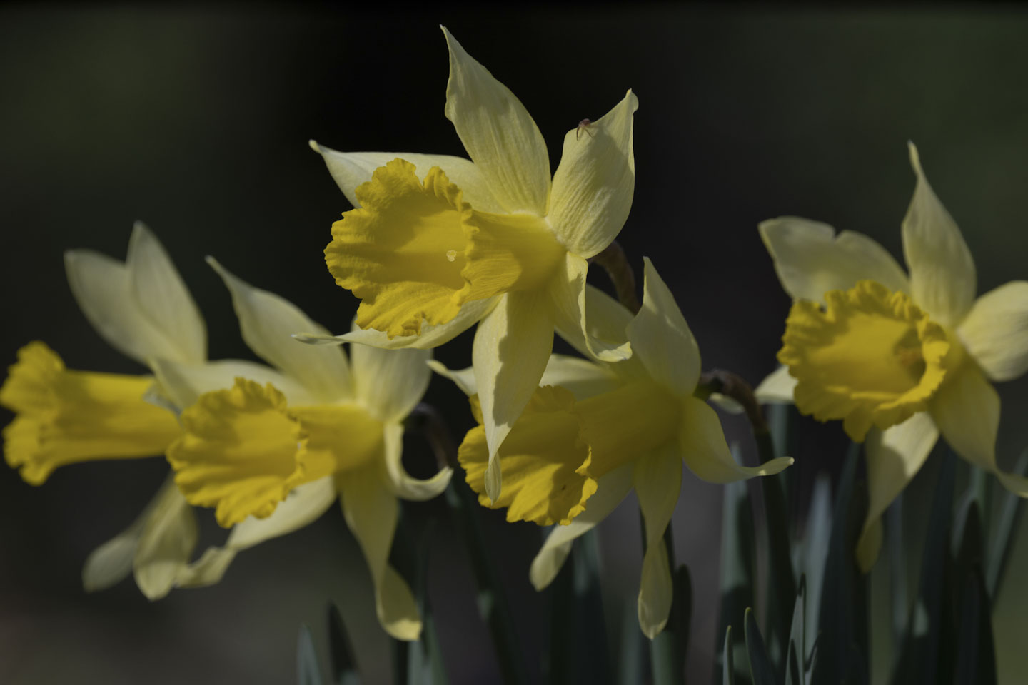 5 daffodils