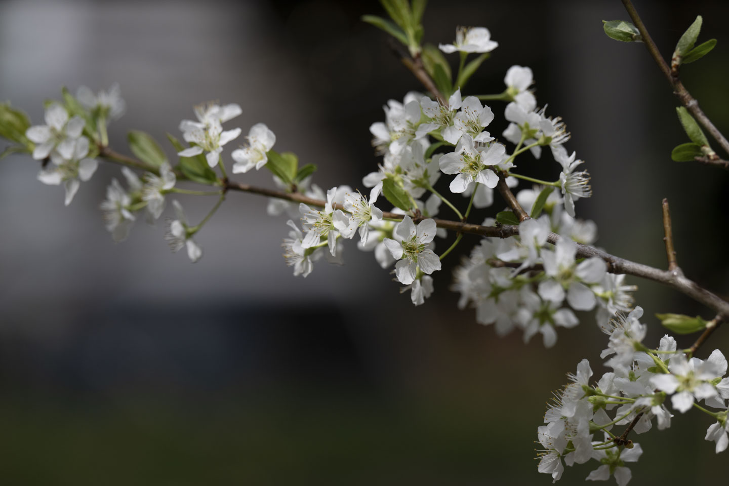 Small tree branches with white blossoms