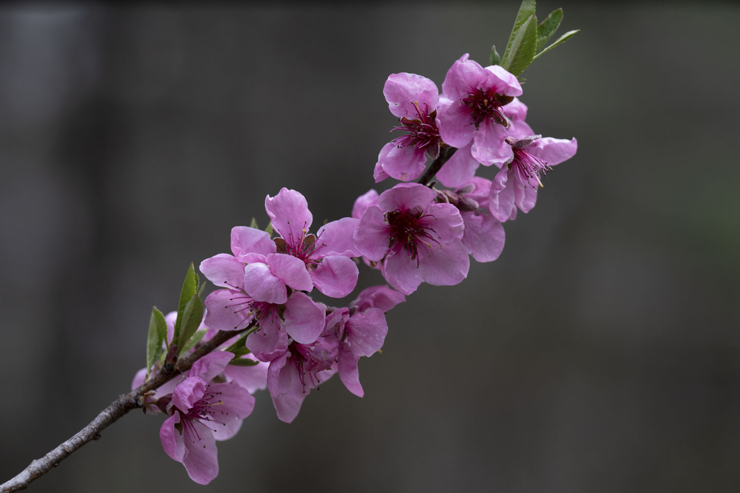 A small tree bransh with delicate pink flowers