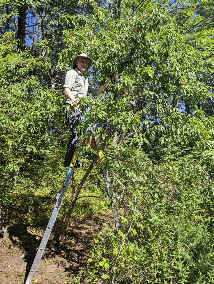Paul is stending on a ladder in front of a slim peach tree.