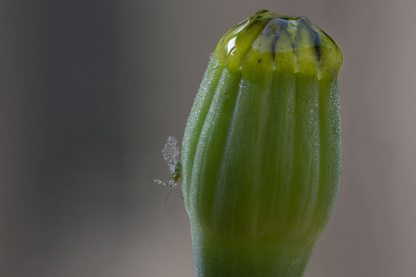 A lacewing on a marigold bud