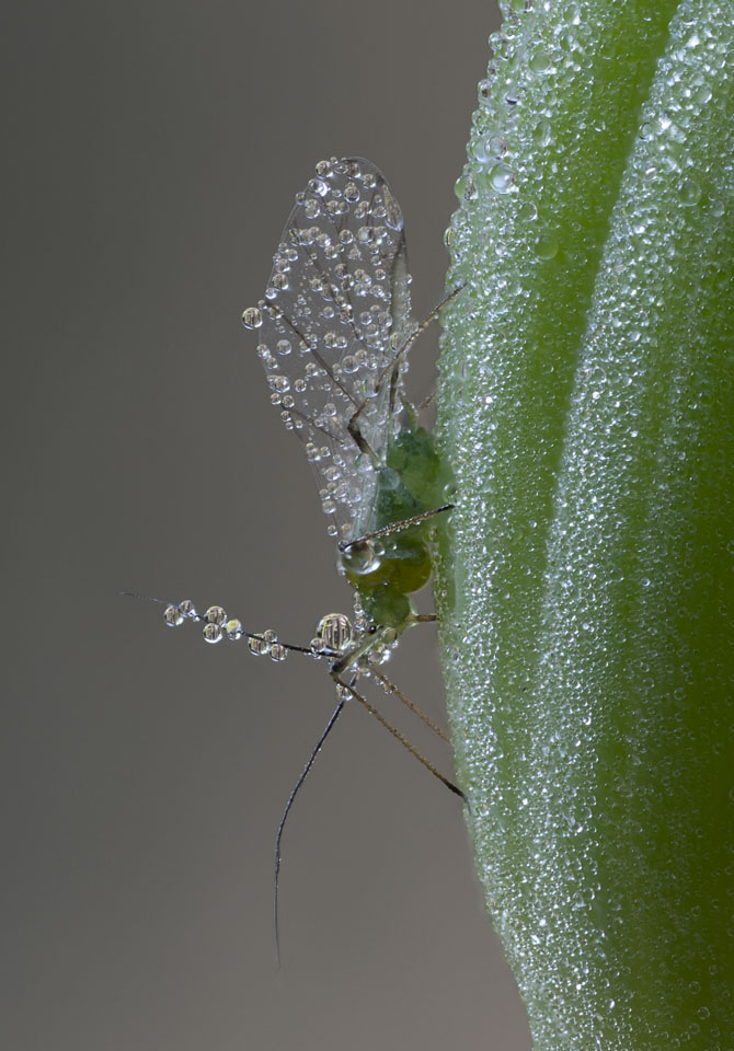 A close-up of the lacewing