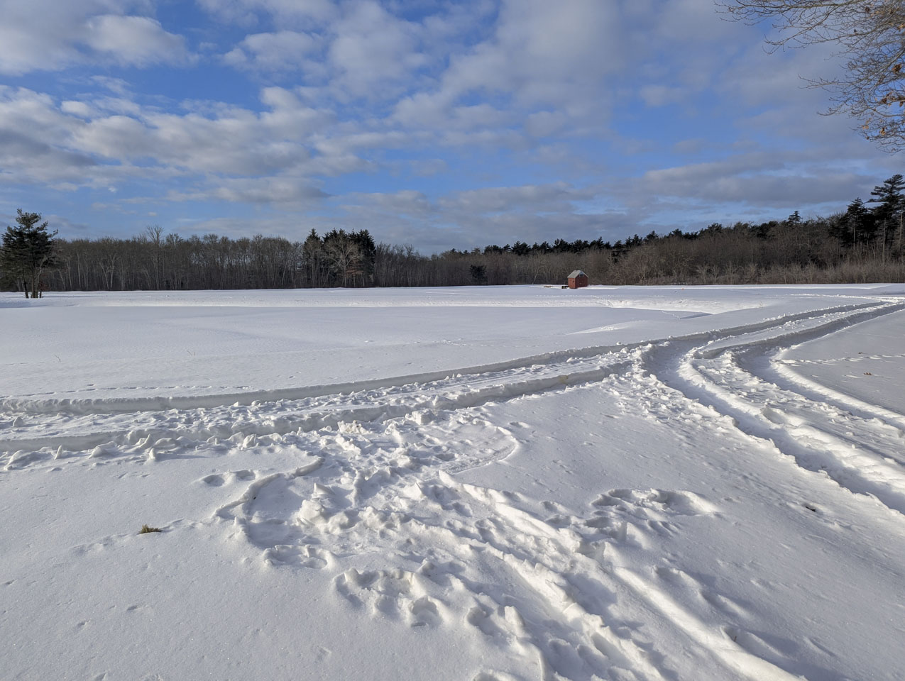 Snow-covered cranberry bog with curving tracks in the snow, a small red shed, and woods beneath a blue sky with scattered clouds