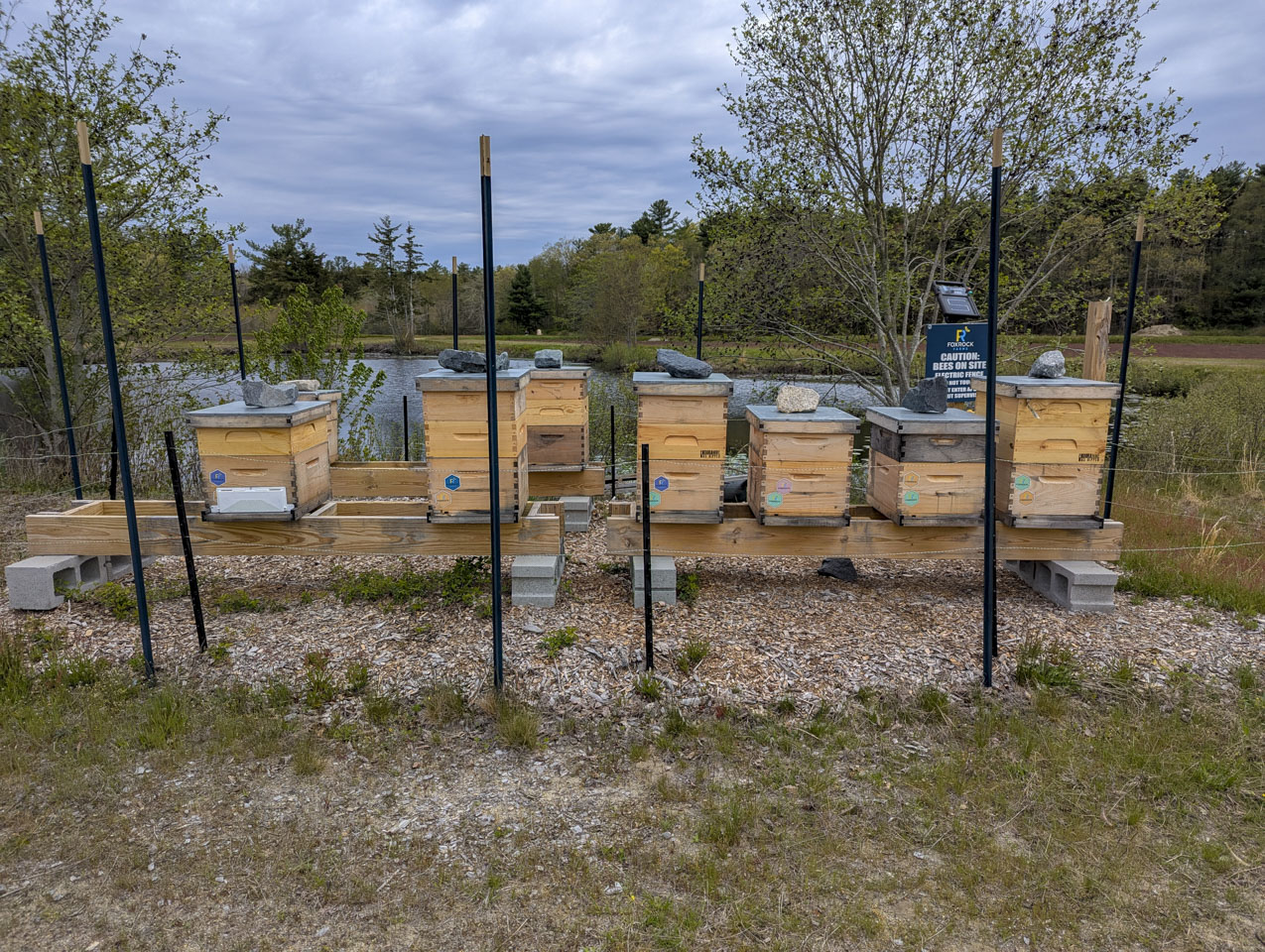 Rows of fenced wooden beehives on raised platforms beside the cranberry bog
