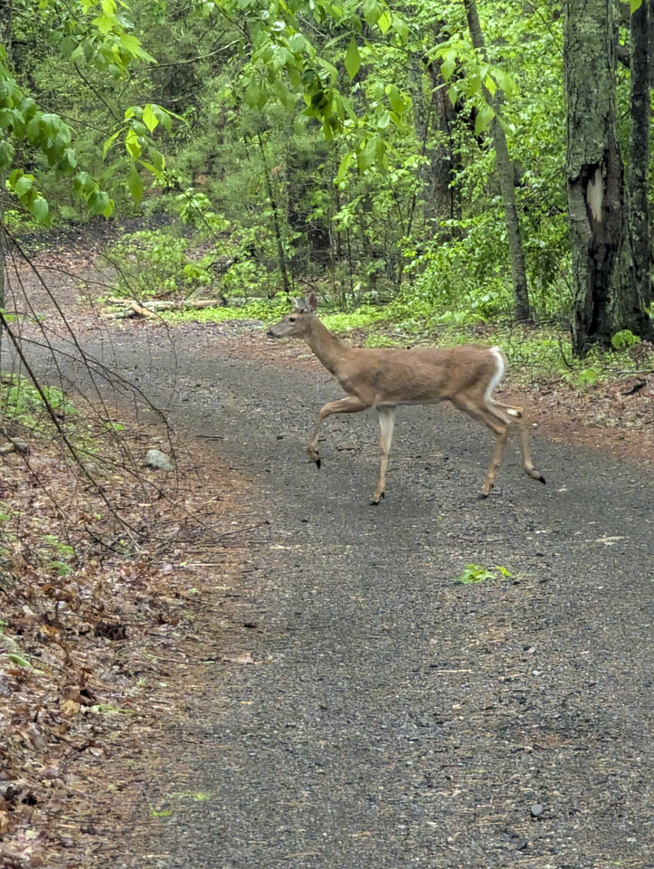 Deer stepping across the paved path in the woods