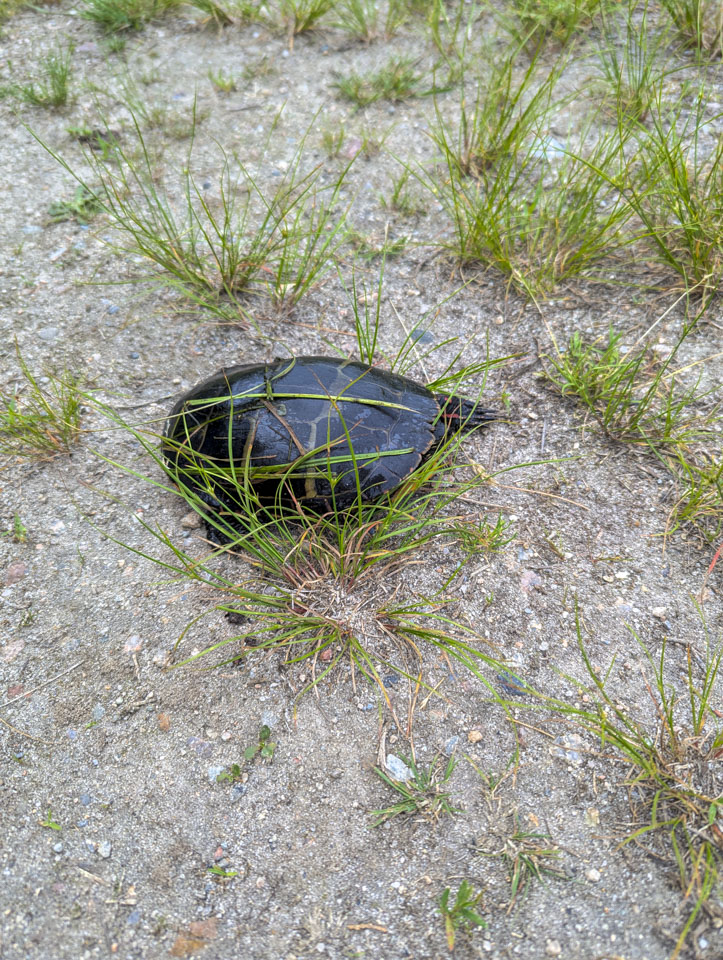 Eastern painted turtle