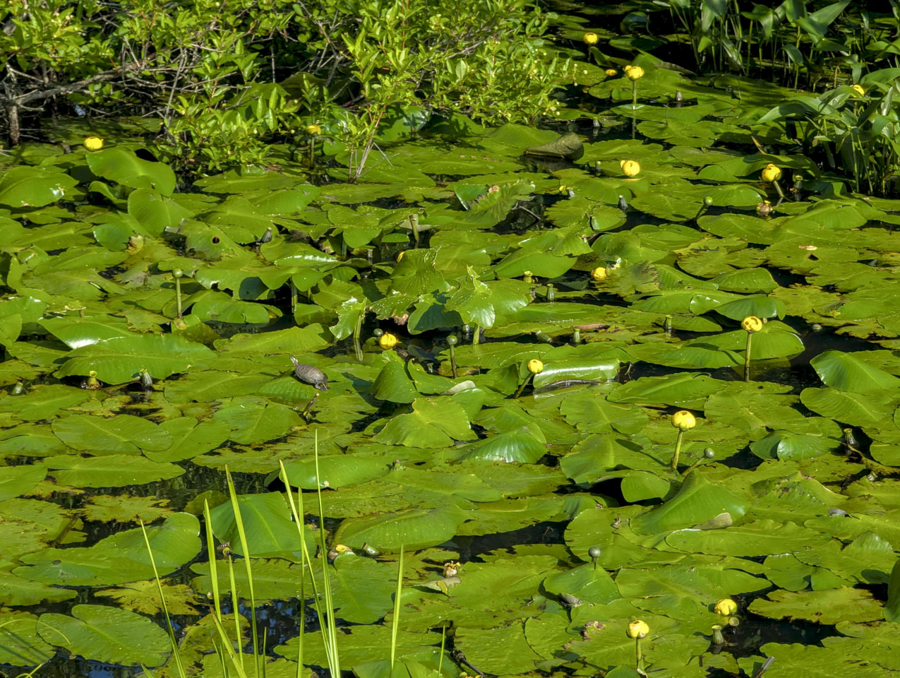 Turtle on water lily leaves